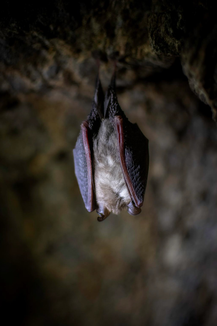 À la rencontre des chauves-souris Forêt de la Comté Vindiolet