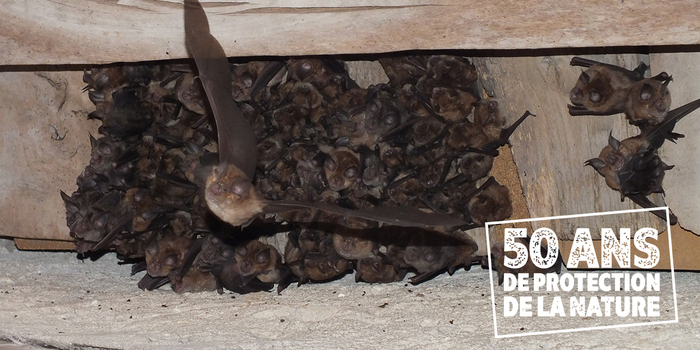 A la rencontre des chauves-souris, parc naturel départemental de châteauneuf-sur-loire, Châteauneuf-sur-Loire