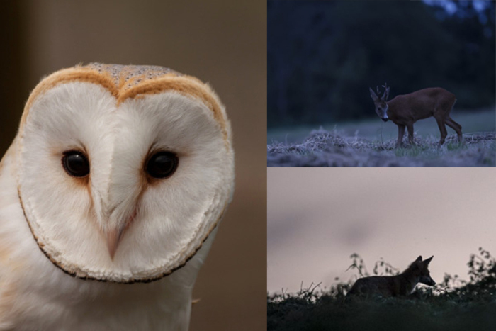 À l&rsquo;écoute de la nuit et de la faune nocturne, Médiathèque de Bressuire, Bressuire