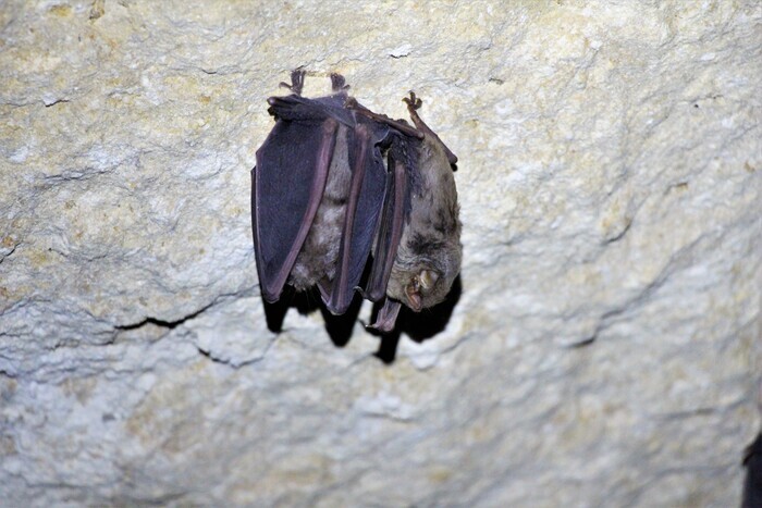 A l’écoute de l’inaudible : découverte des chauves-souris des Tours de Merle, RDV village d’accueil des Tours de Merle, Saint-Geniez-ô-Merle