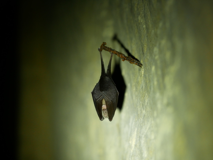 A l'écoute de l'inaudible : découverte des chauves-souris des Tours de Merle RDV village d'accueil des Tours de Merle Saint-Geniez-ô-Merle