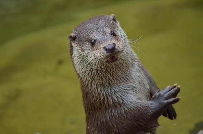 À pas de loutre, Museum d’histoire naturelle, Autun
