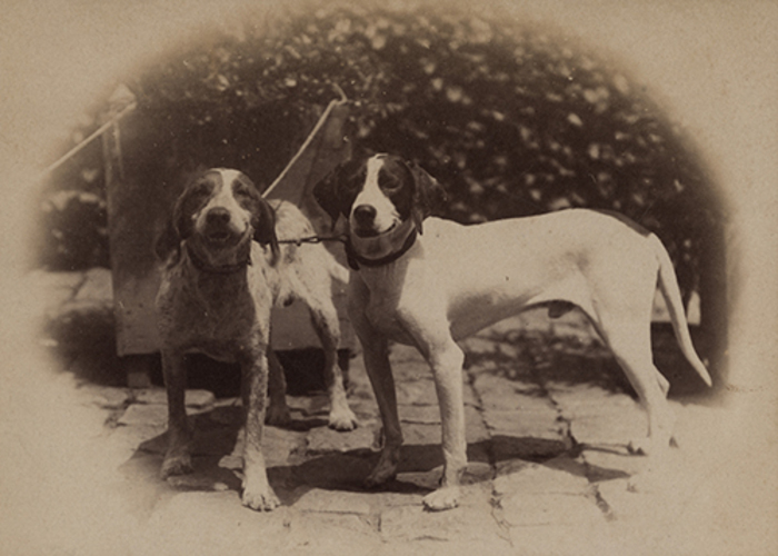 Adoptez une photo de compagnie !, NEF – Halle Roublot, Fontenay-sous-Bois
