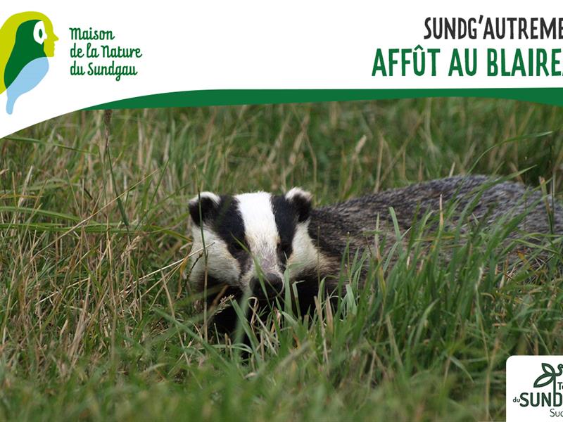 Affût au blaireau Dès 8 ans Altenach