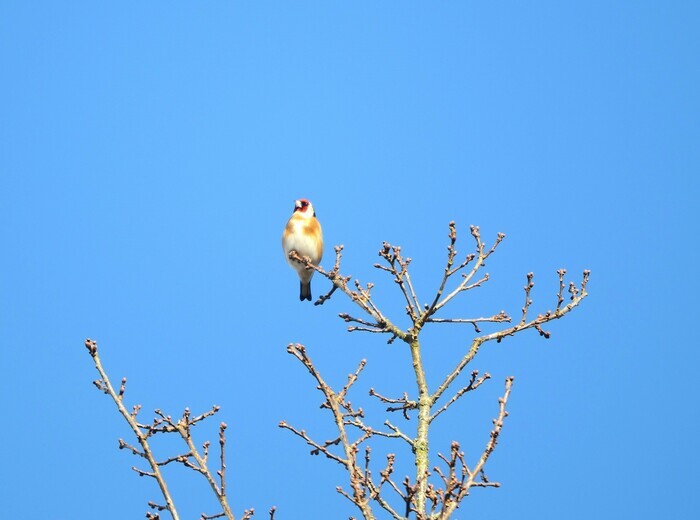 Aider les oiseaux en hiver, Blanquefort – lieu communiqué lors de l&rsquo;inscription, Blanquefort