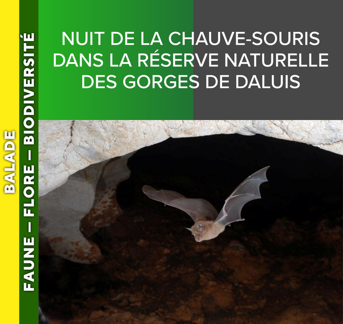 ALPES AZUR MERCANTOUR – Nuit de la chauve-souris dans la réserve naturelle des Gorges de Daluis, 06470 Daluis, Daluis