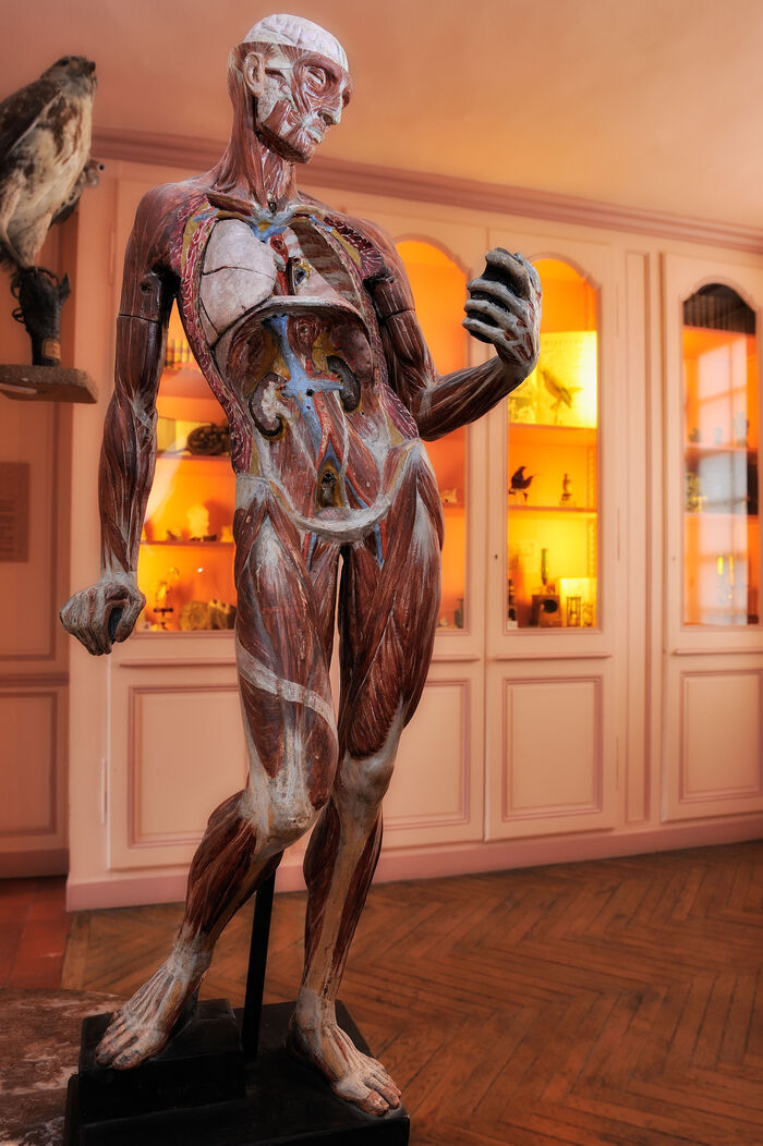 Animation jeune public : atelier flash, le corps humain, Musée Flaubert et d’histoire de la Médecine, Rouen