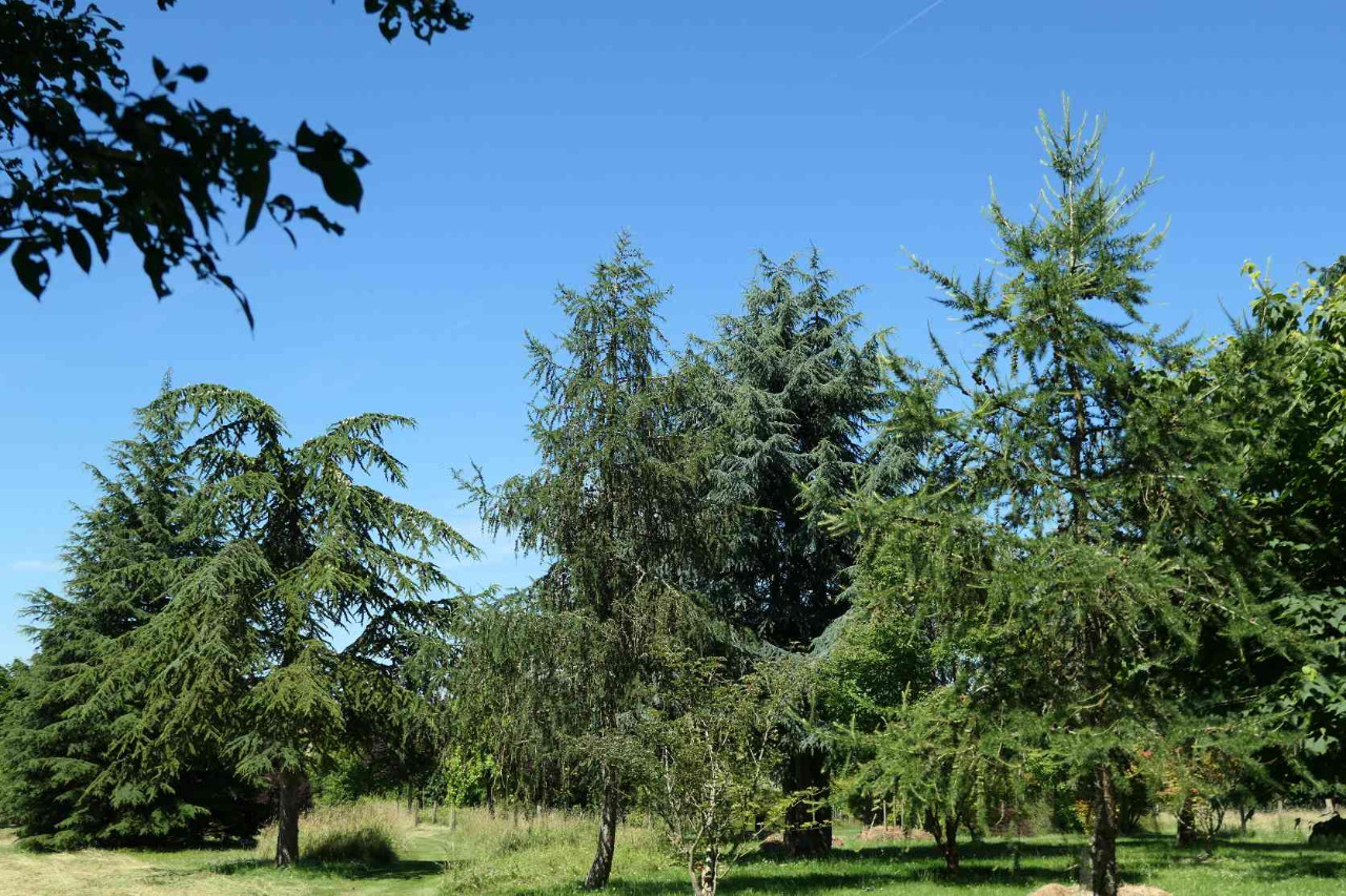 Animation l'origine géographique des arbres Arboretum de la Petite Loiterie Arboretum de la Petite Loiterie Monthodon 2026-07-25