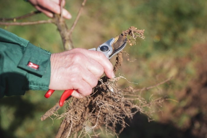 Apprendre à tailler et soigner ses arbustes et ses fruitiers Dans le jardin d’un particulier Rennes