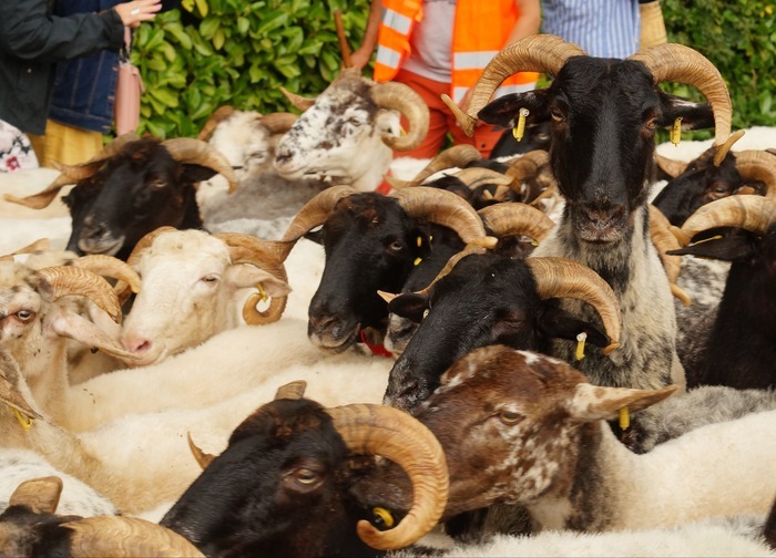 Assistez à la transhumance d&rsquo;un troupeau de brebis !, Musée du Paysan Gascon, Toujouse