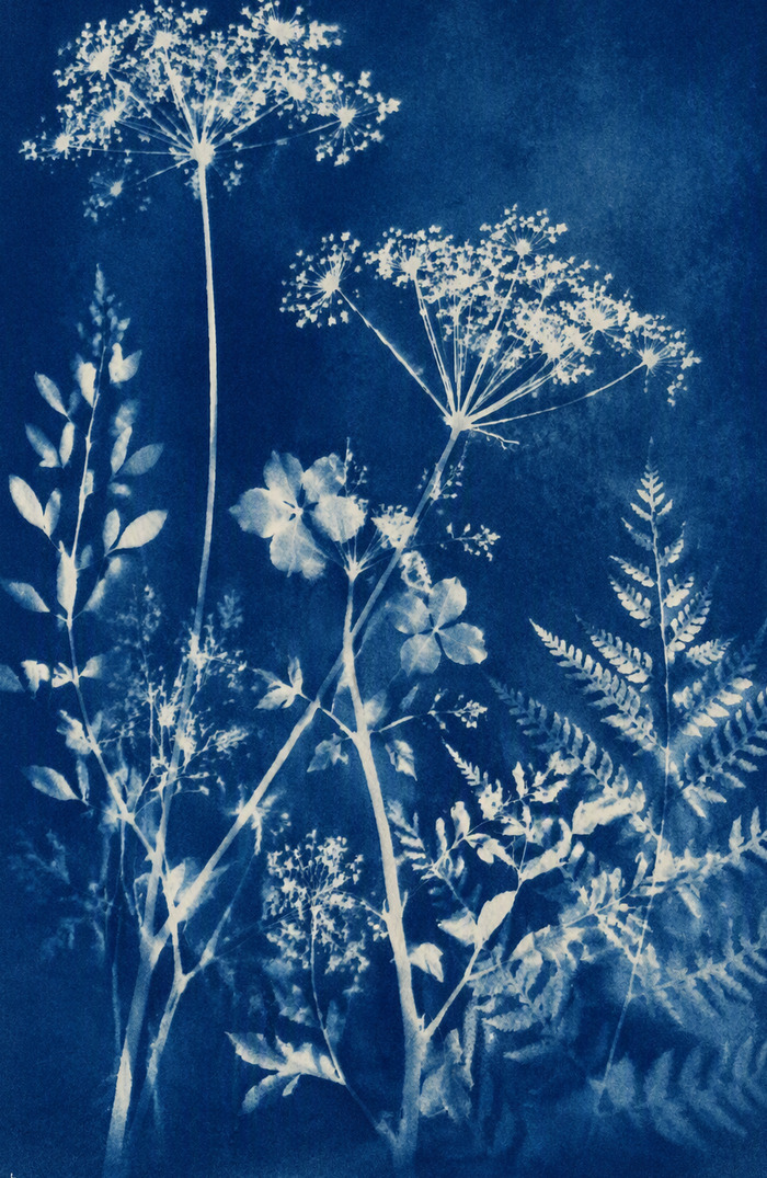 Atelier cyanotype à l’Orangerie, Orangerie du parc du prieuré, Conflans-Sainte-Honorine