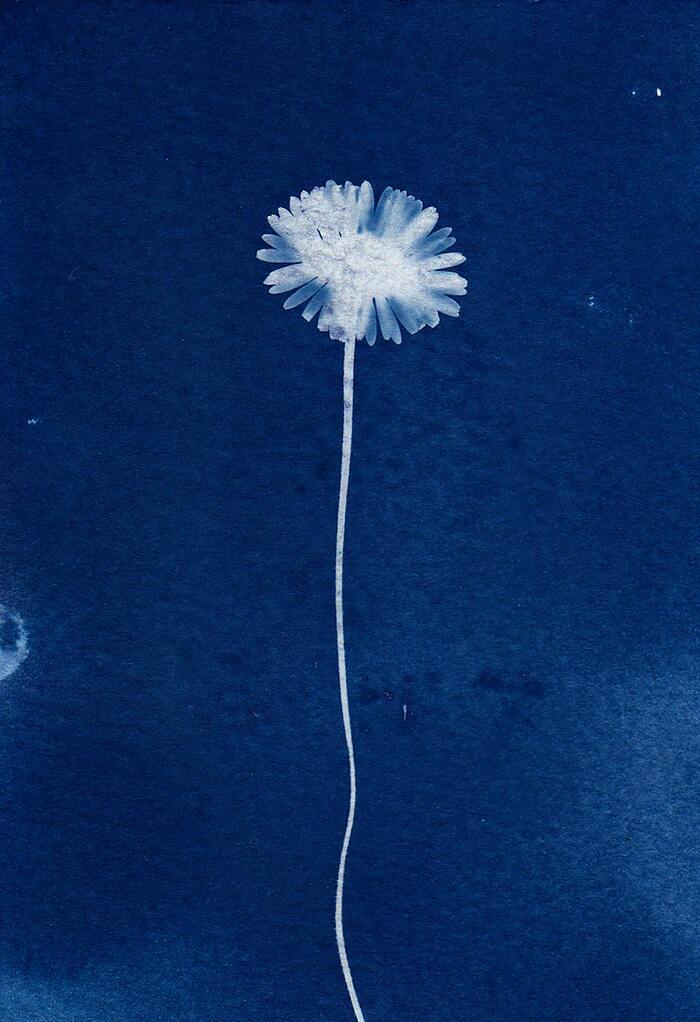 Atelier cyanotypes et anthotypes pour la Fête de la Science 2026, Université Lumière Lyon 2, Lyon
