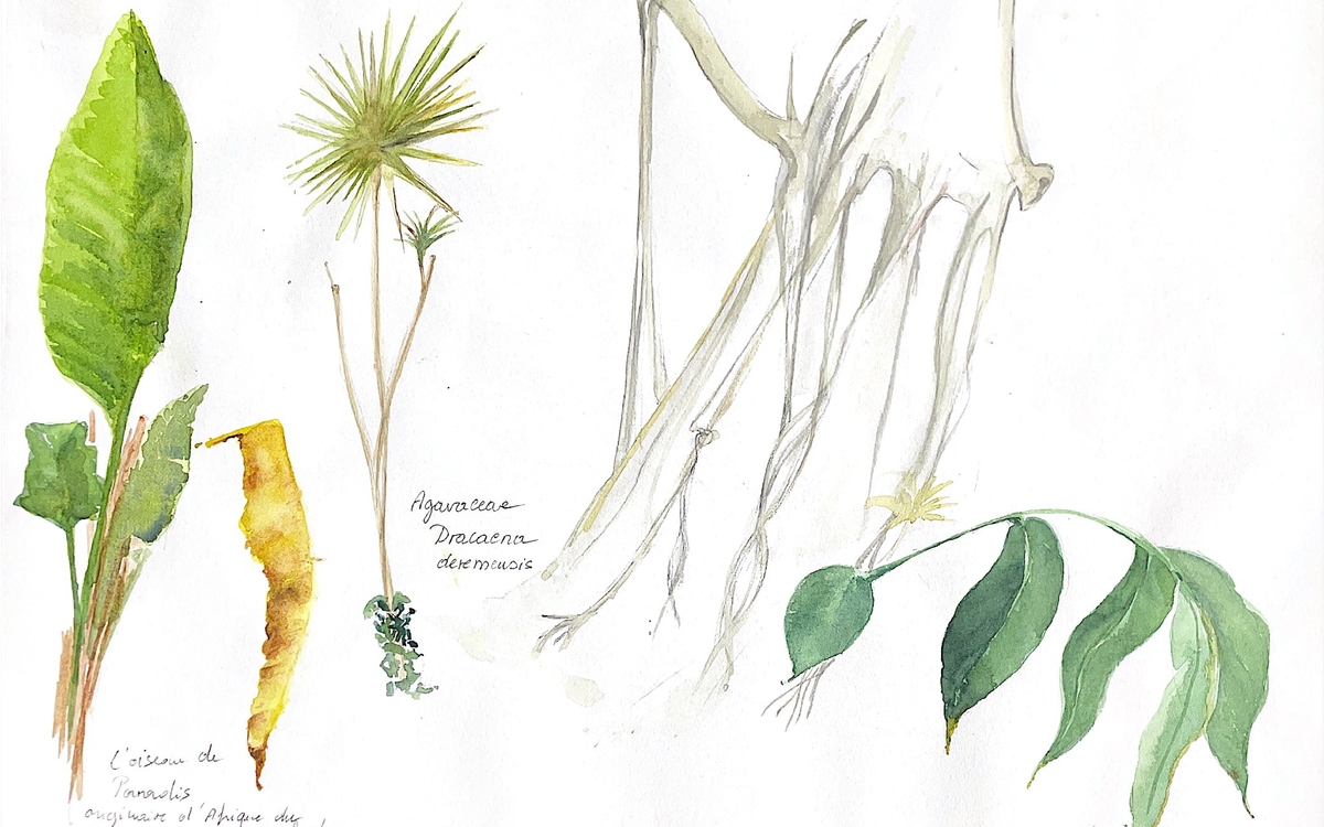 Atelier d'initiation au dessin et à l'aquarelle botanique Bibliothèque Goutte d'Or Paris