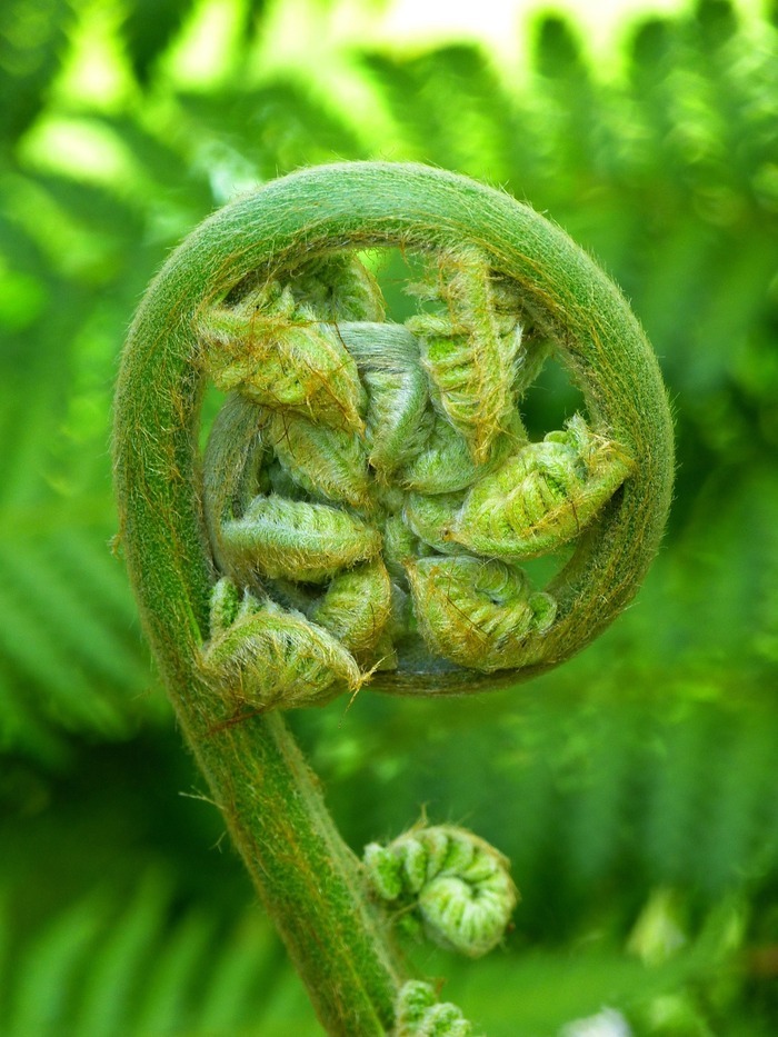 Atelier Fougères et plantes alliées Société d'Histoire naturelle d'Autun Autun