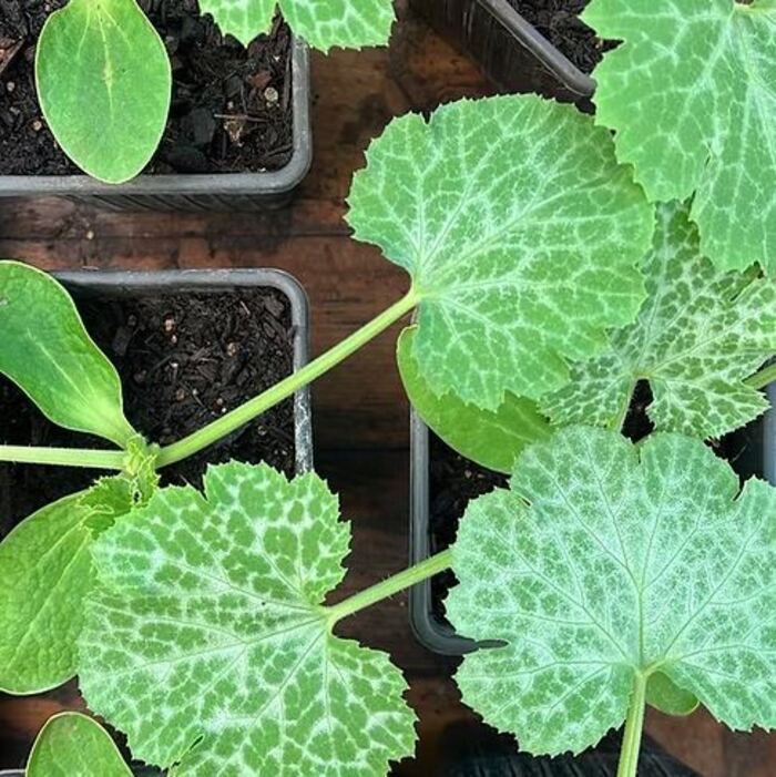 Atelier jardinage : Réaliser des boutures aromatiques, Jardin 21, Paris