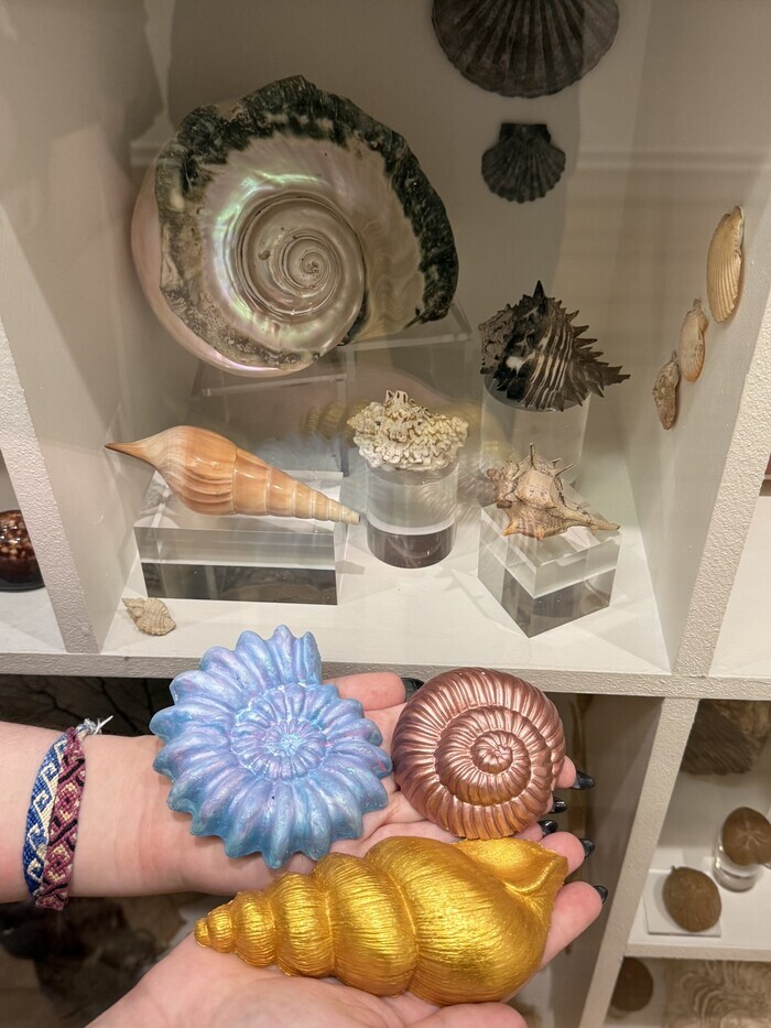 Atelier “Mon coquillage coloré”, Musée des papillons, Saint-Quentin