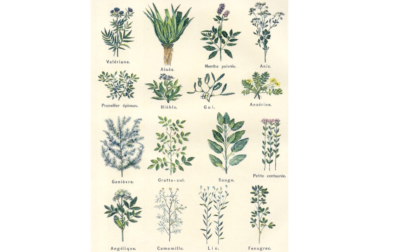 Atelier tisanes et herbes médicinales Jardin botanique littoral Saint-Jean-de-Luz