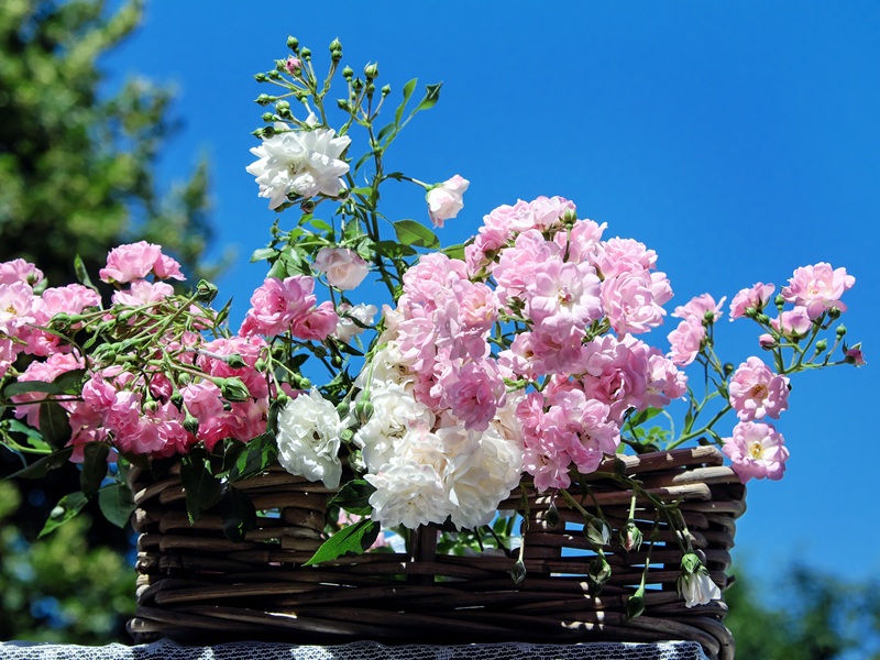 Ateliers créatifs fleurs séchées  Bazas