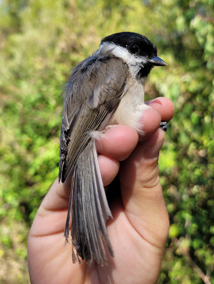 Baguage des oiseaux migrateurs Maison de la Réserve Naturelle Villeton