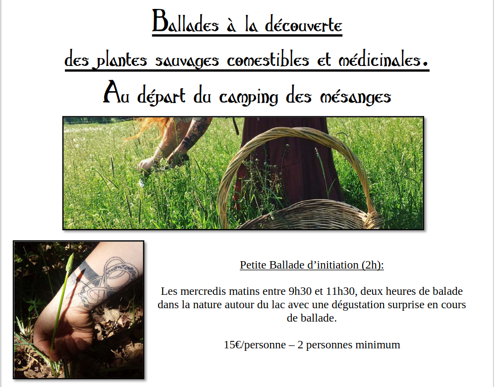 Balade à la découverte des plantes sauvages comestibles et médicinales Lac des Settons rive gauche, l’Huis Gaumont Montsauche-les-Settons