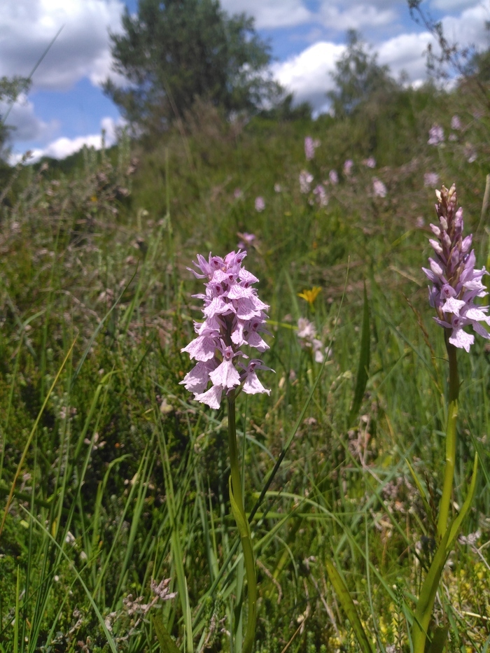 Balade botanique : à la découverte des milieux ouverts du Limousin, Ferme de Lachaud, Gentioux-Pigerolles