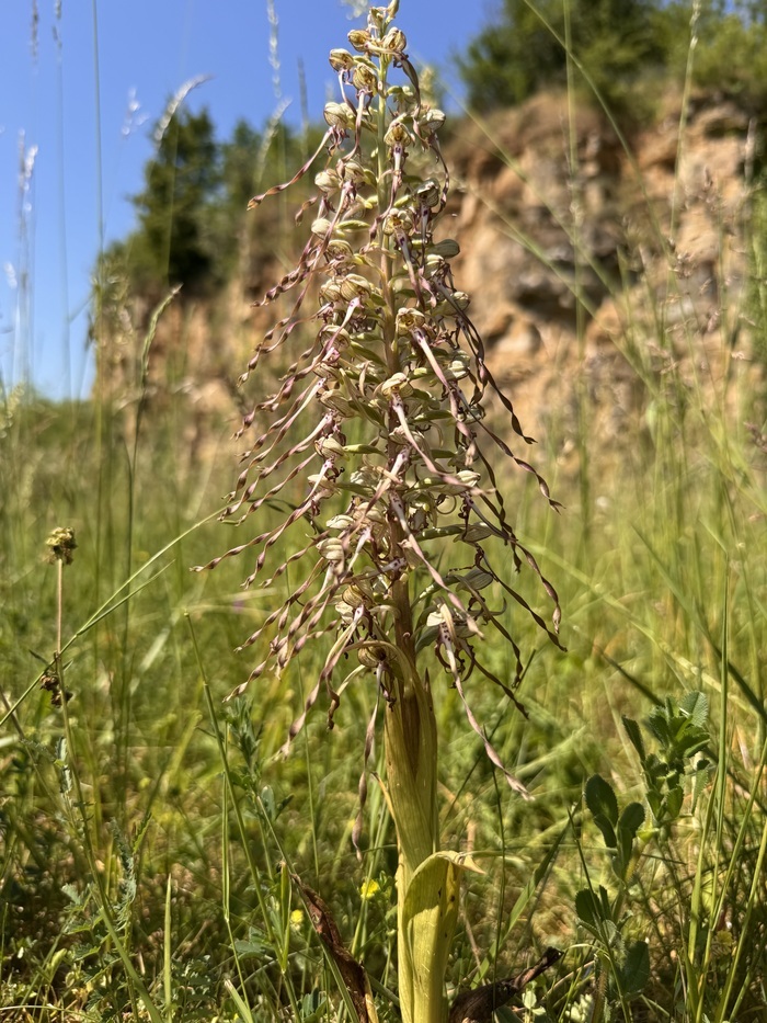 Balade découverte dans la Réserve naturelle nationale à Hettange-Grande Réserve Naturelle de Hettange-Grande Soetrich