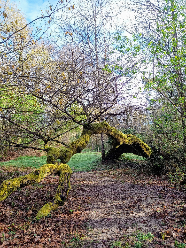 Balade découverte de la forêt galerie du sentier botanique de Villenave Villenave
