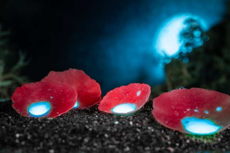Balade fluorescence Sortie nocturne aux torches UV.  Bourbonne-les-Bains