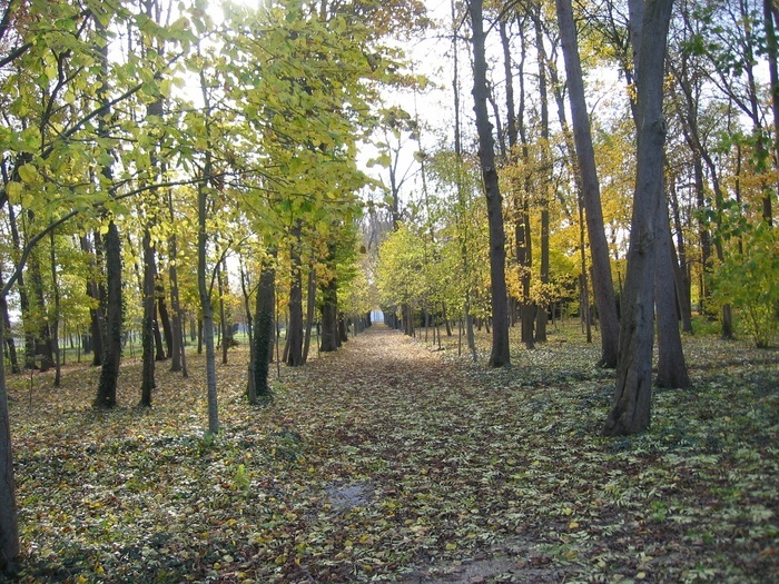 Baladez-vous parmi des tilleuls tricentenaires, Domaine de la Burie, Saint-Julien-les-Villas