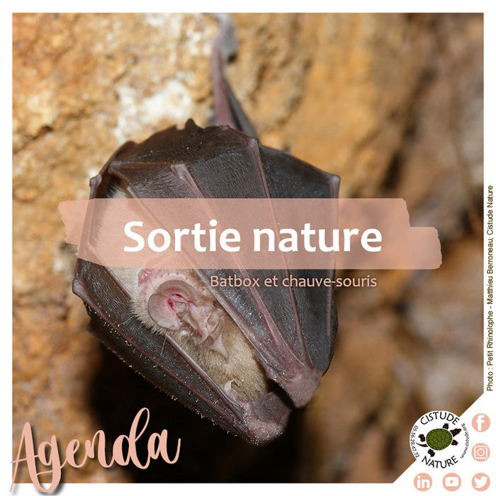 « Batbox, fréquences et chauve-souris », La Sablière, Le Haillan