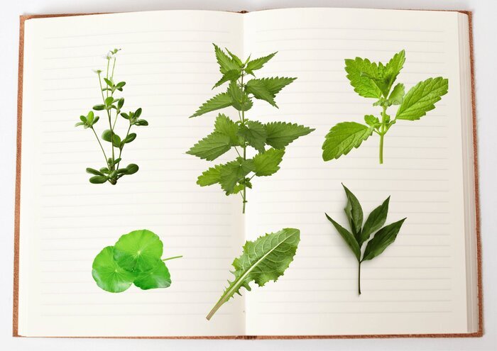 Carnet de recettes de plantes sauvages Jardin des plantes Lille