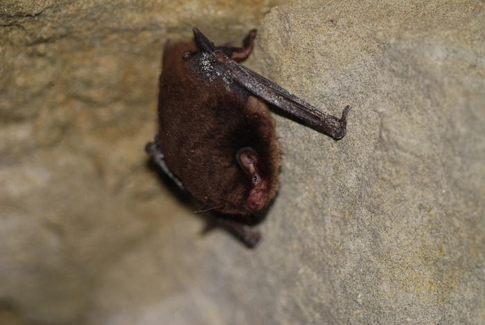 Chauve qui peut ! Des souris volantes !, Gorges – Moulin d&rsquo;Angreviers, Gorges