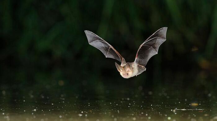 Chauves-souris