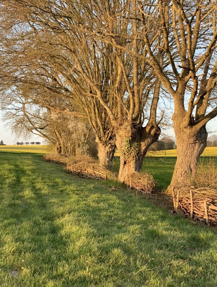 Circuit : éco-randonnée dans les jardins et prairies de Soisay Manoir de Soisay Belforêt-en-Perche