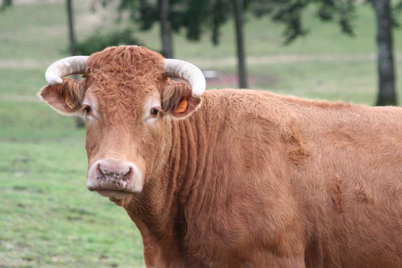 Comice agricole de Meyssac  Meyssac