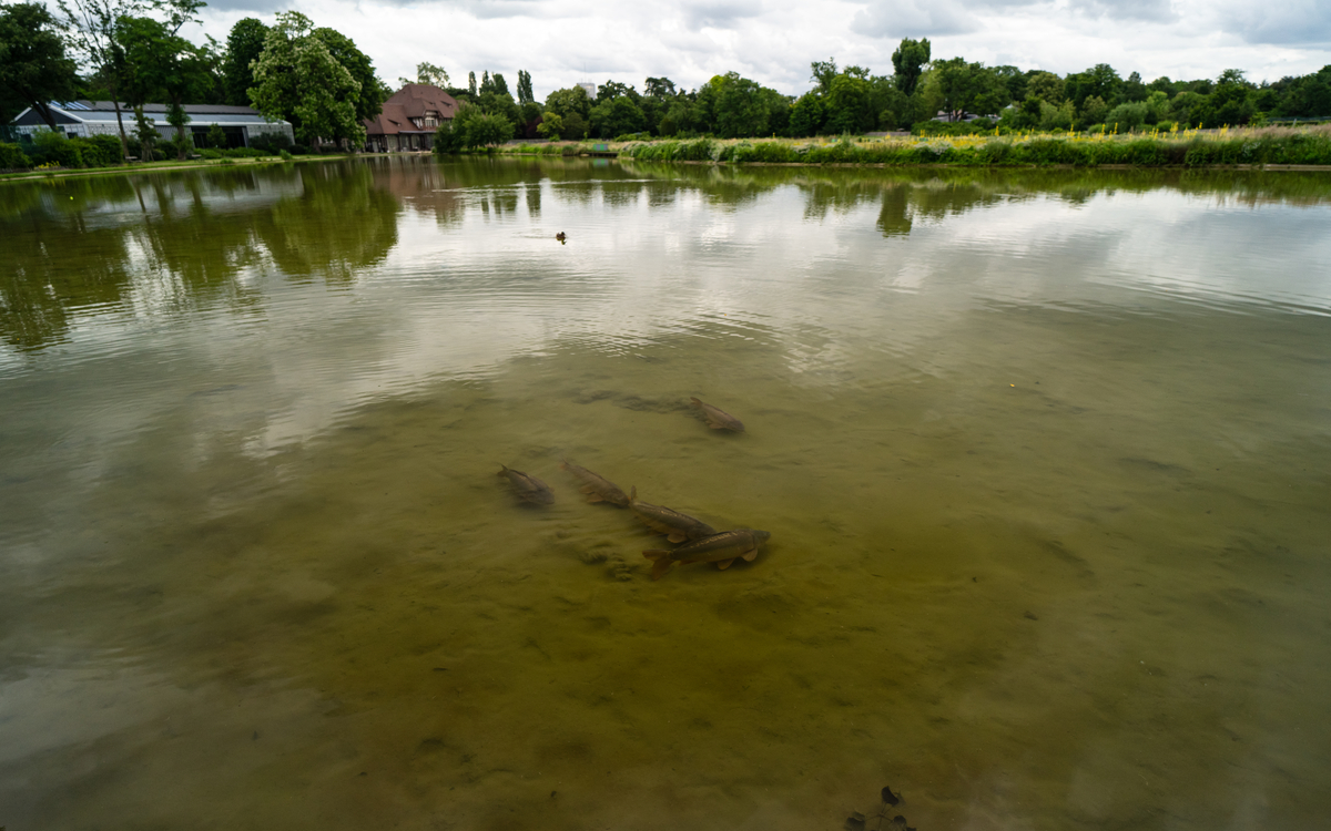 Comme un poisson dans la Seine Maison Paris Nature Paris