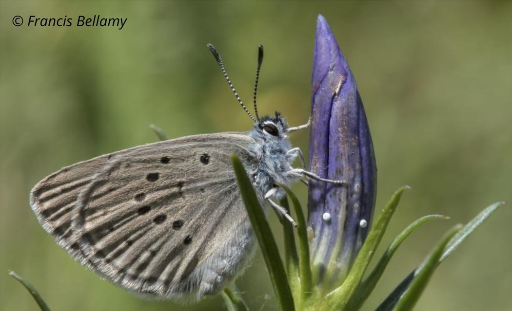 Comptage des œufs du papillon Azuré des Mouillères dans les Landes de la Feuillie et de Muneville-le-Bingard  Lessay