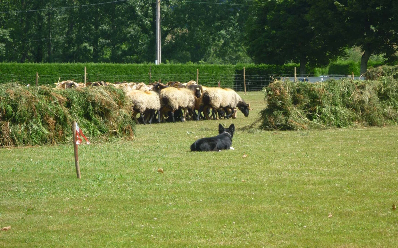 Concours de chiens de bergers Itxassou