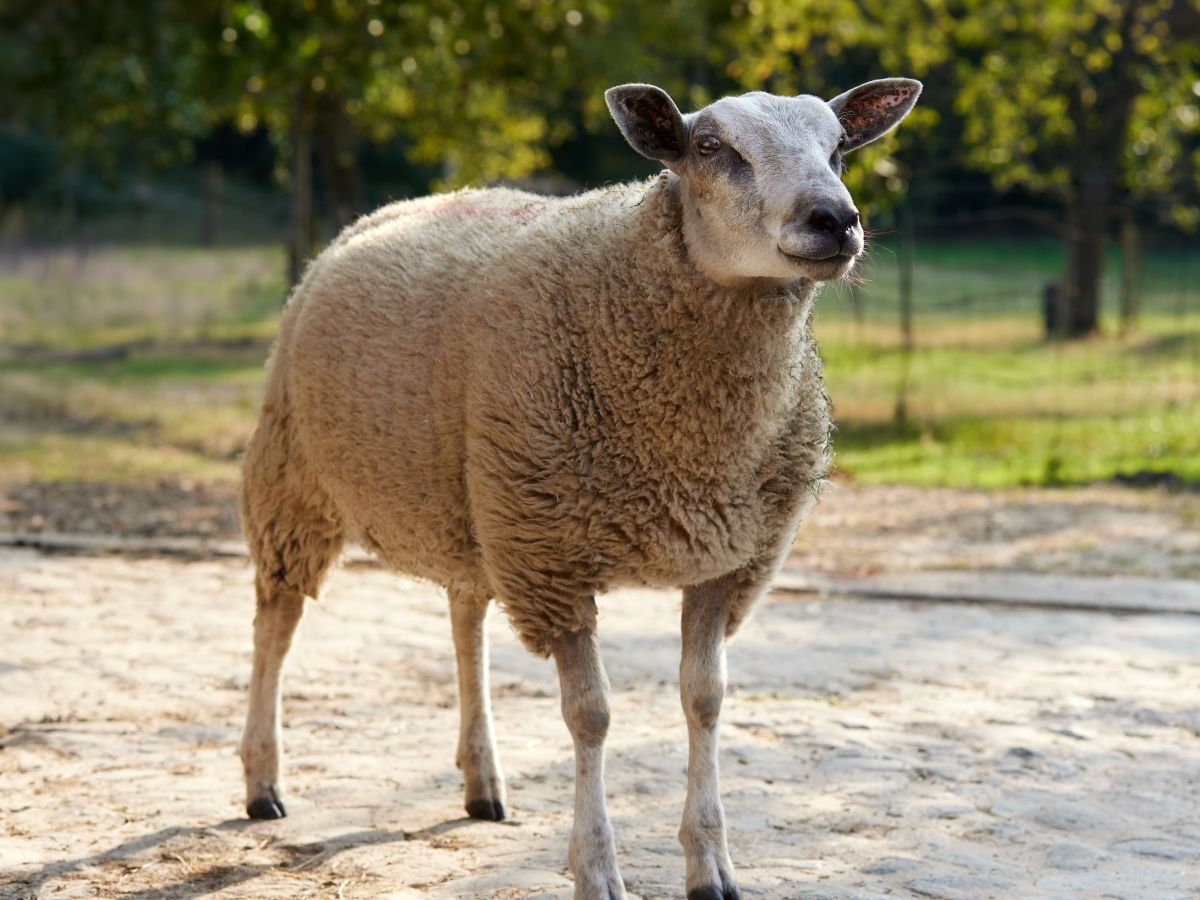 Concours de races cotentines et grande foire aux moutons Gavray Gavray-sur-Sienne 2026-08-06