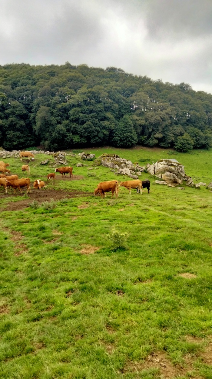 Conférence : Causerie sur la transhumance dans les hautes terres du Gévaudan, Site historique des Choisinets, Saint-Flour-de-Mercoire