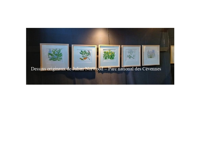 Conférence : dénomination et usage des plantes, transmission d’un savoir en langue occitane, Musée Cévenol, Le Vigan