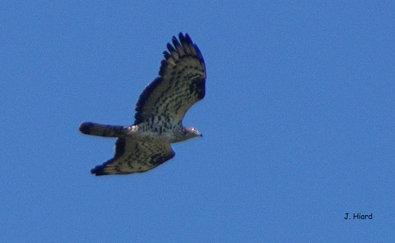 CONFÉRENCE « LA MIGRATION DES OISEAUX  »  Collioure