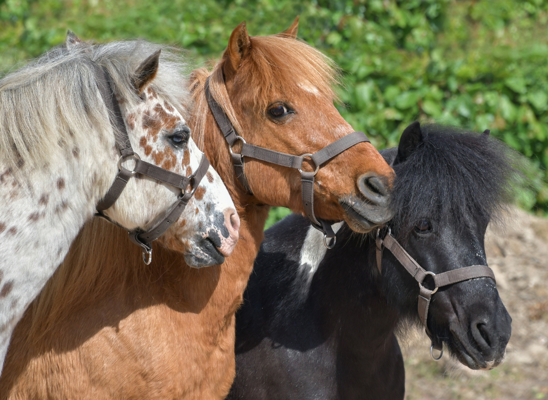Conte et activités avec des poneys Le Comptoir Saint-Priest-Ligoure 2026-07-21