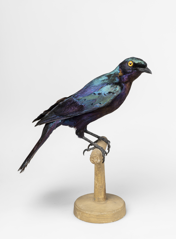 Contes en famille au Musée zoologique, Musée zoologique, Strasbourg