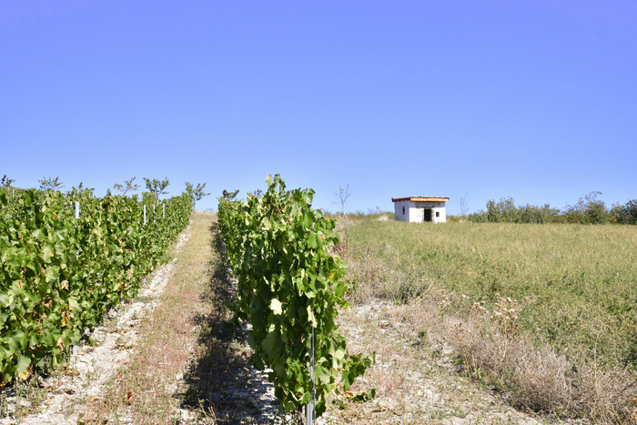 Cournon-d’Auvergne, au cœur du patrimoine vigneron : entre patrimoine bâti et culture de la vigne, Salle de l&rsquo;Alambic, Cournon-d&rsquo;Auvergne