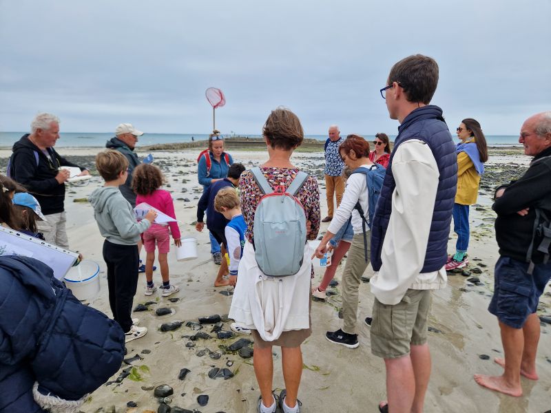 Crabes, bigorneaux et compagnie Donville-les-Bains