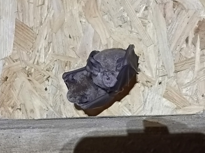 Crépuscule et chauves-souris, Clisson, Clisson