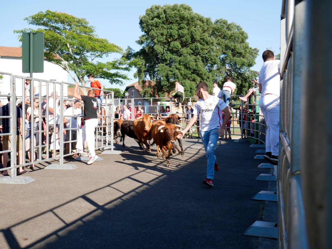 Dans le cadre des fêtes locales Encierro des Fêtes Bias