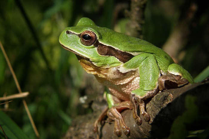 Découverte de la faune aquatique Jardin des plantes Lille