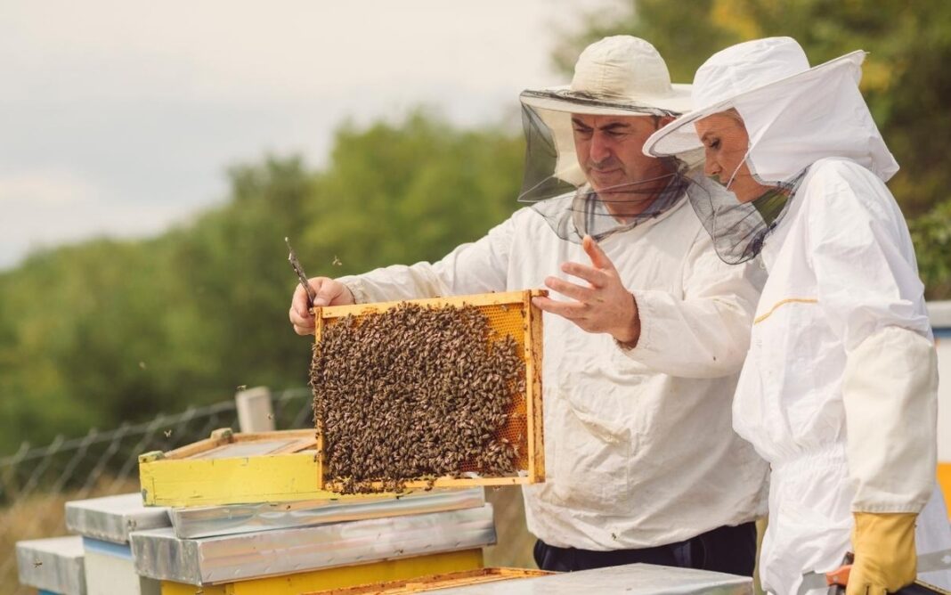 Découverte de l’apiculture et des abeilles sur le Mont-Valérien La vigne de Suresnes Suresnes